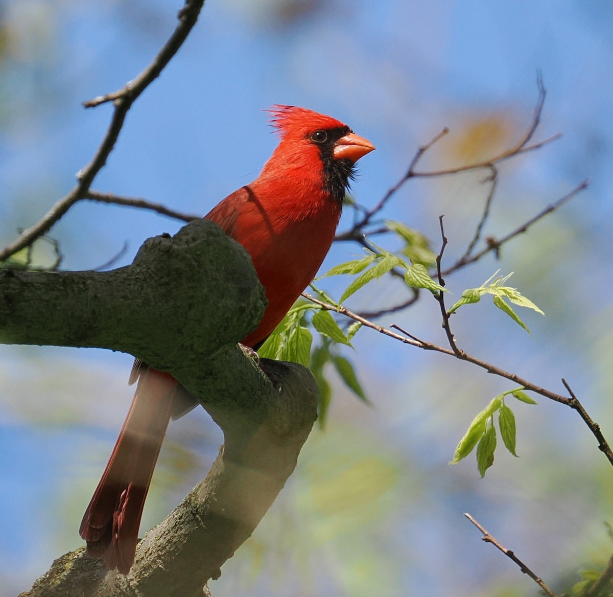 Northern Cardinal - ML635900158
