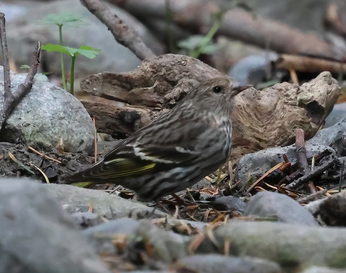 Pine Siskin - ML635900179
