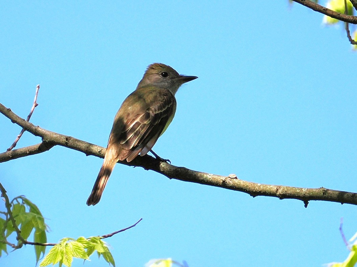 Great Crested Flycatcher - ML635900186