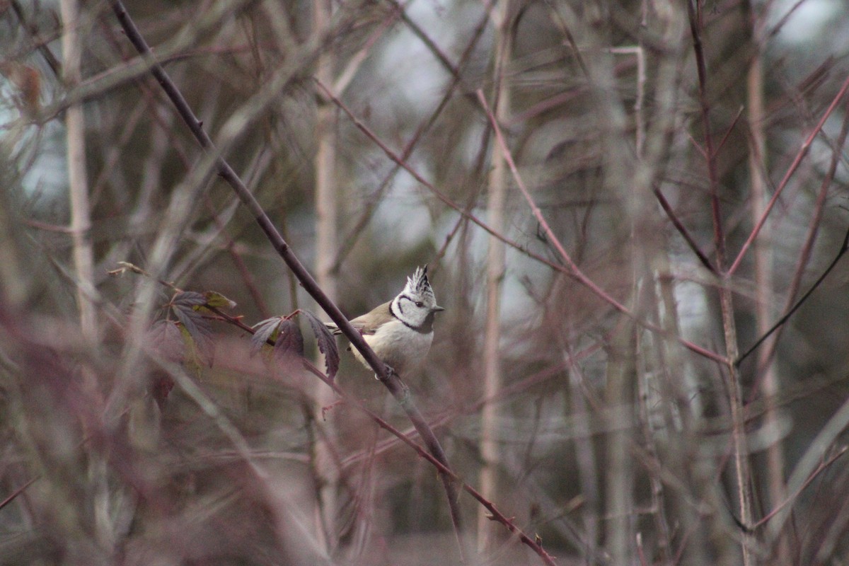 Crested Tit - ML635900214