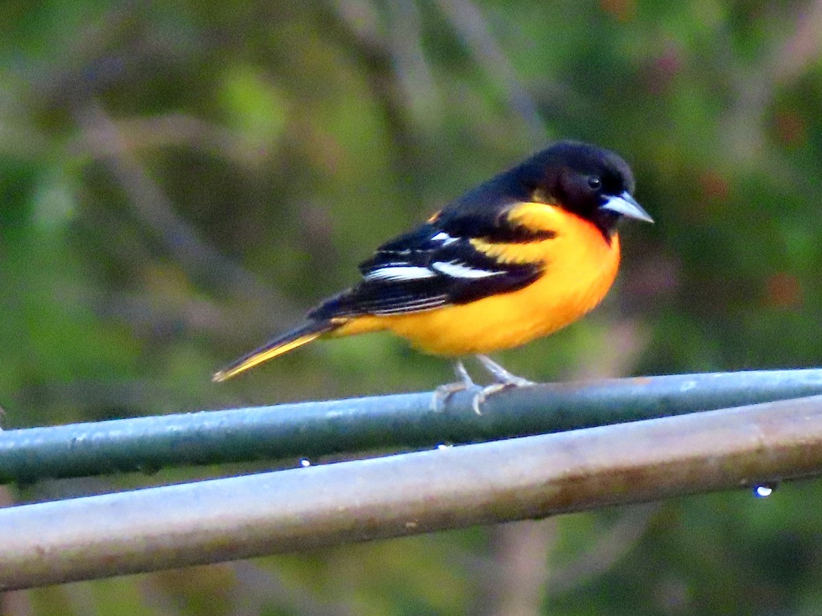 Baltimore Oriole - ML635900220