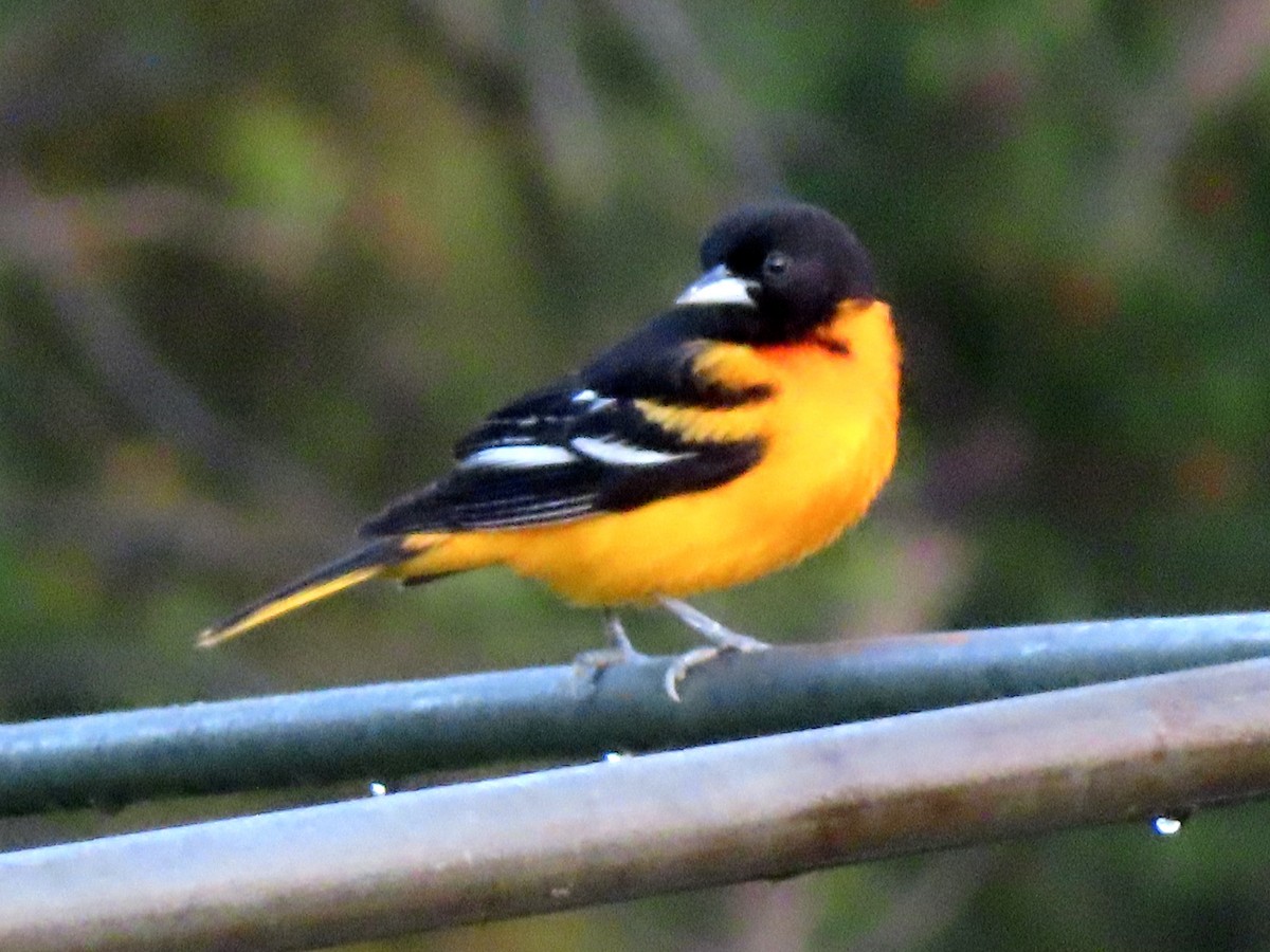 Baltimore Oriole - ML635900221