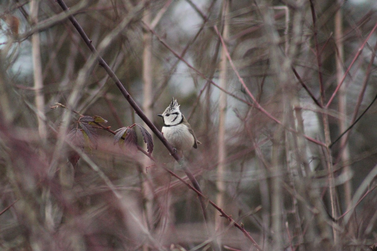 Crested Tit - ML635900237