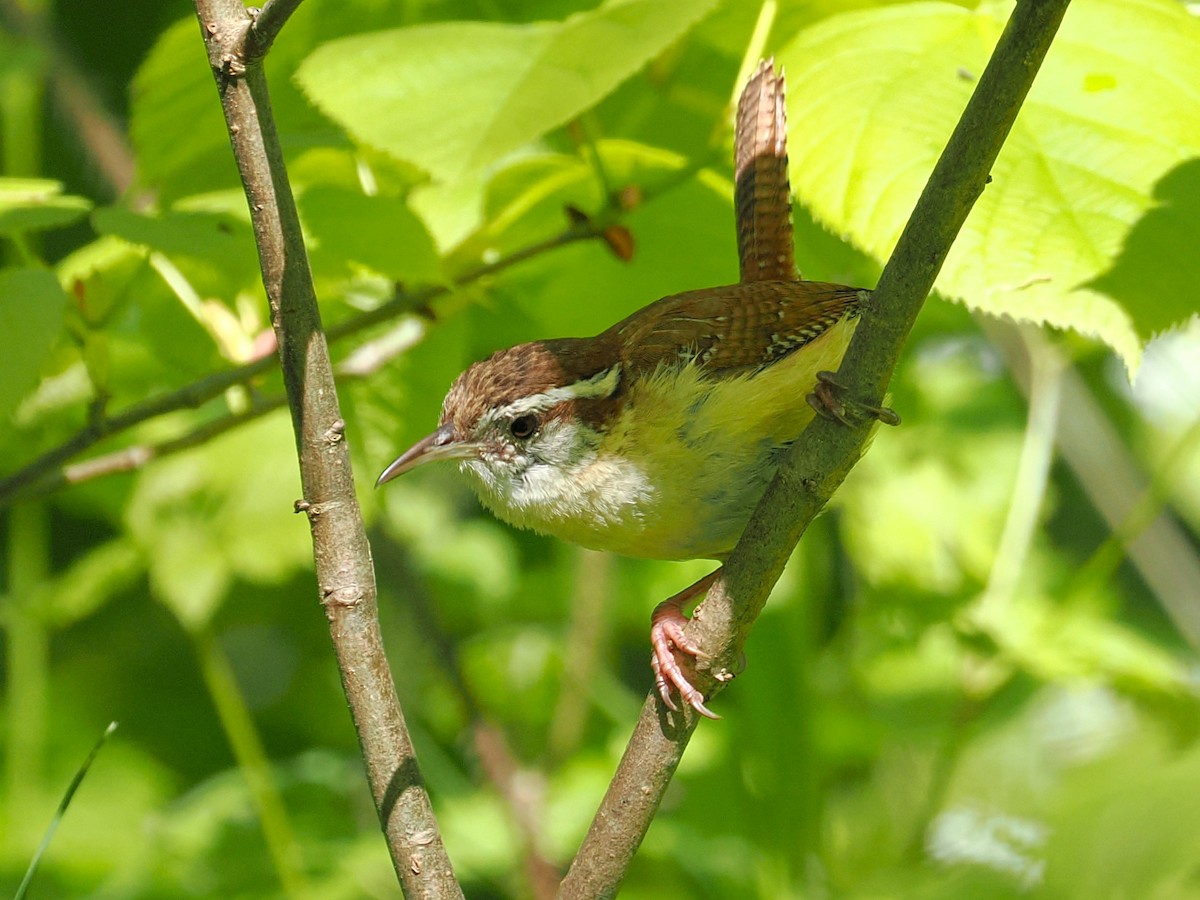 Carolina Wren - ML635900238