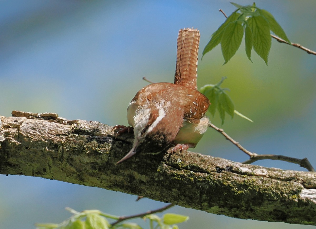 Carolina Wren - ML635900242