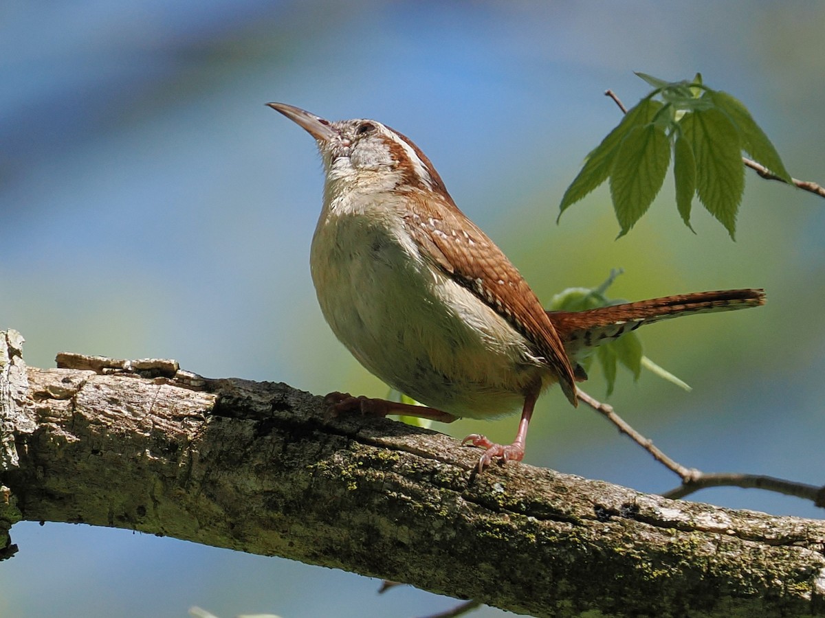 Carolina Wren - ML635900248