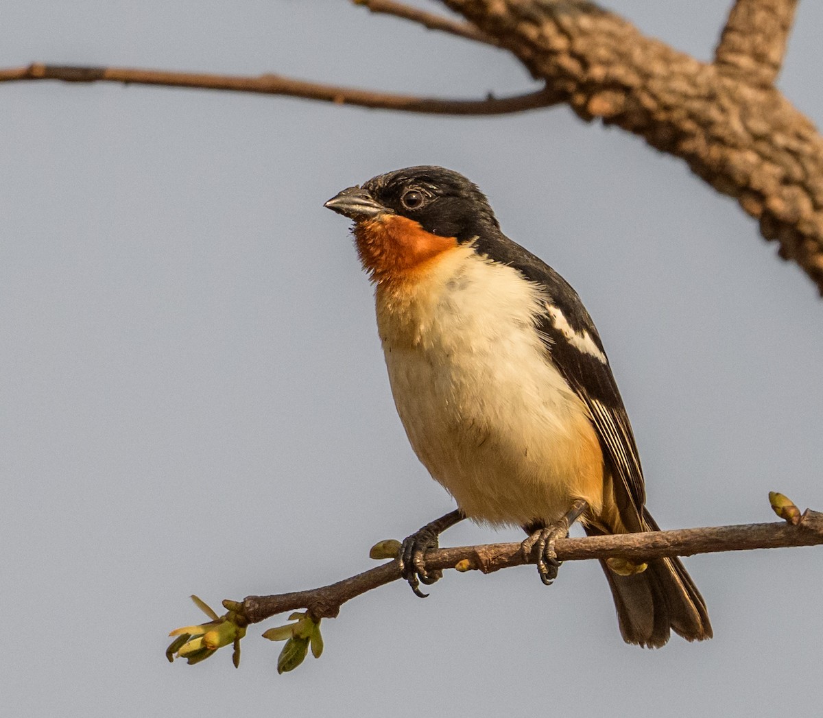 White-rumped Tanager - ML635900274