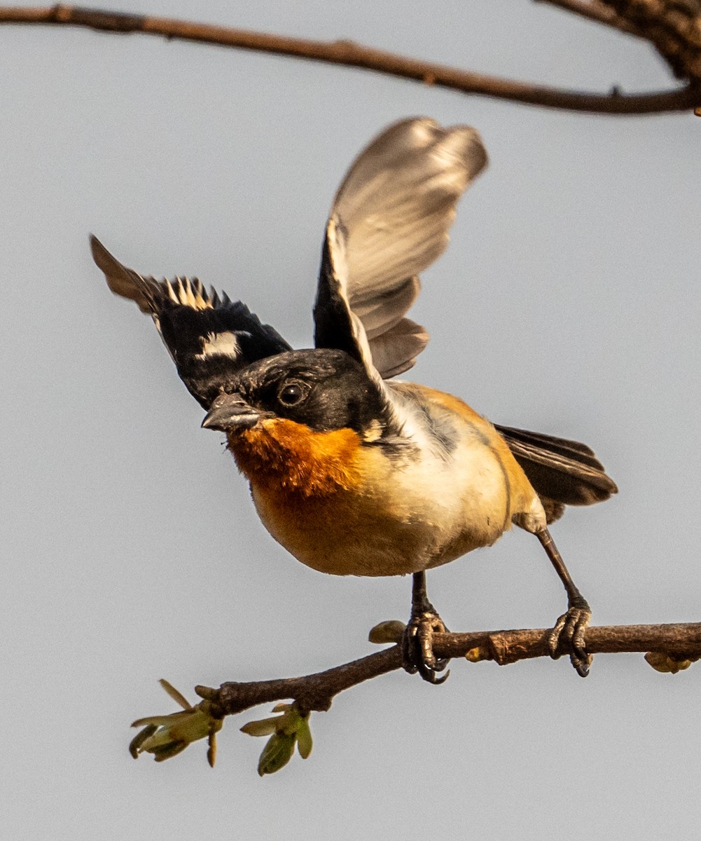 White-rumped Tanager - ML635900275
