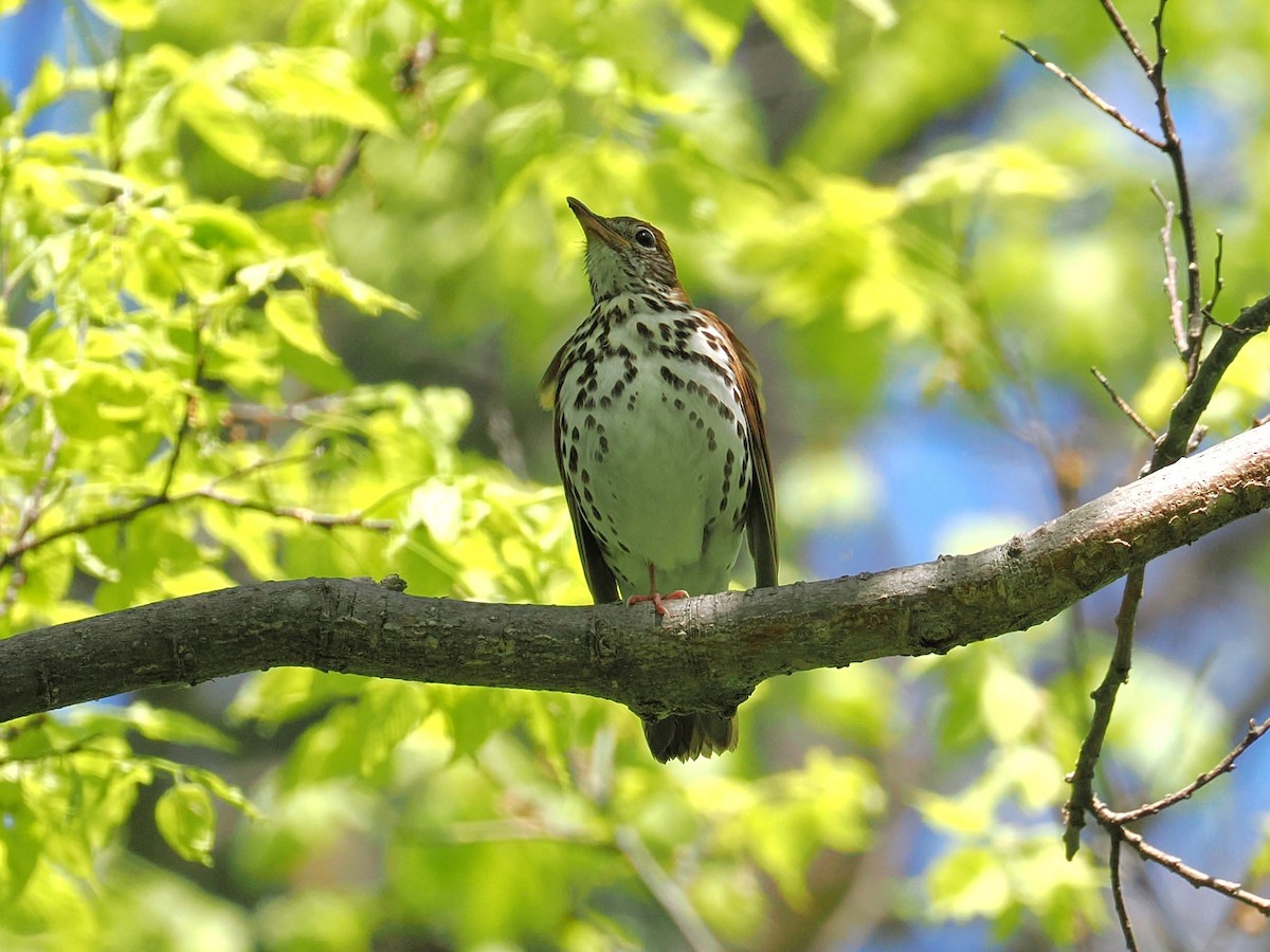 Wood Thrush - ML635900335