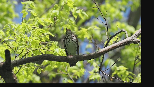 Wood Thrush - ML635900360