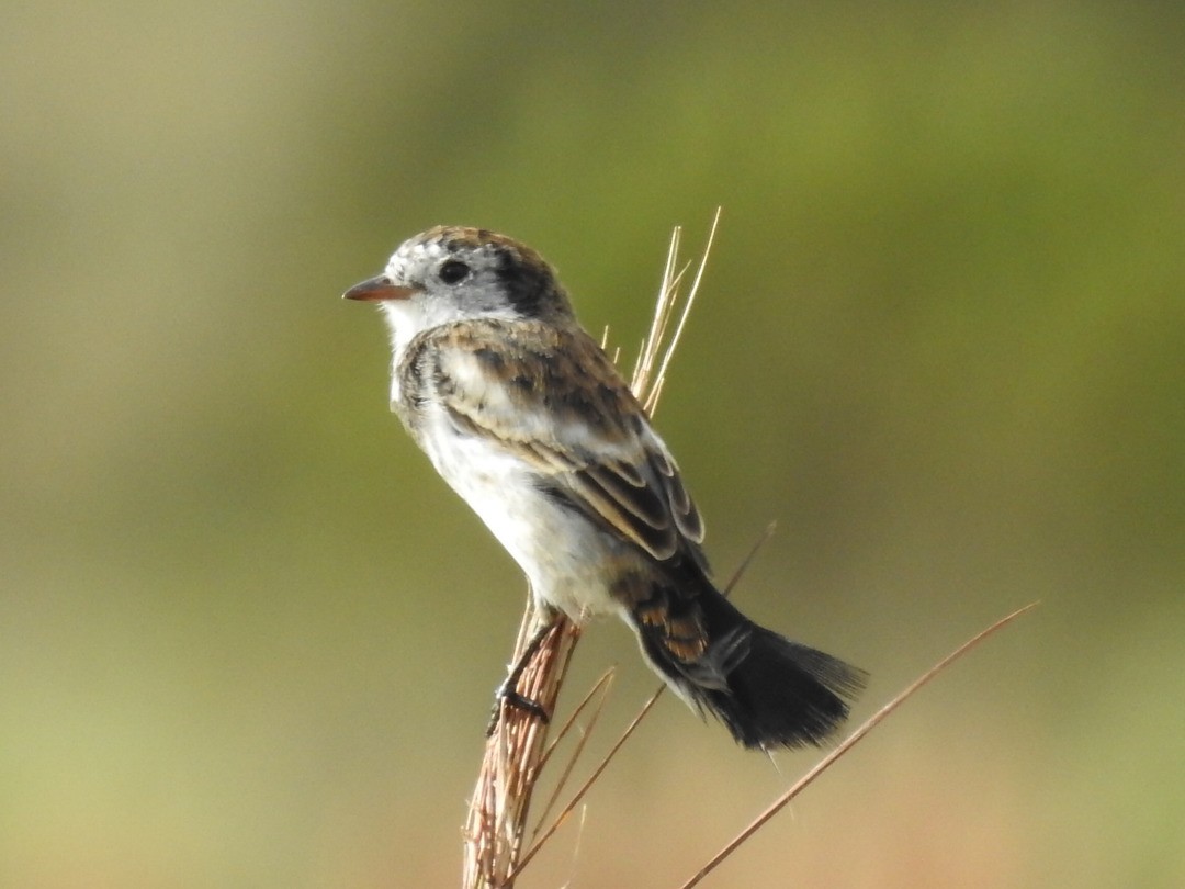 Cock-tailed Tyrant - ML635900549