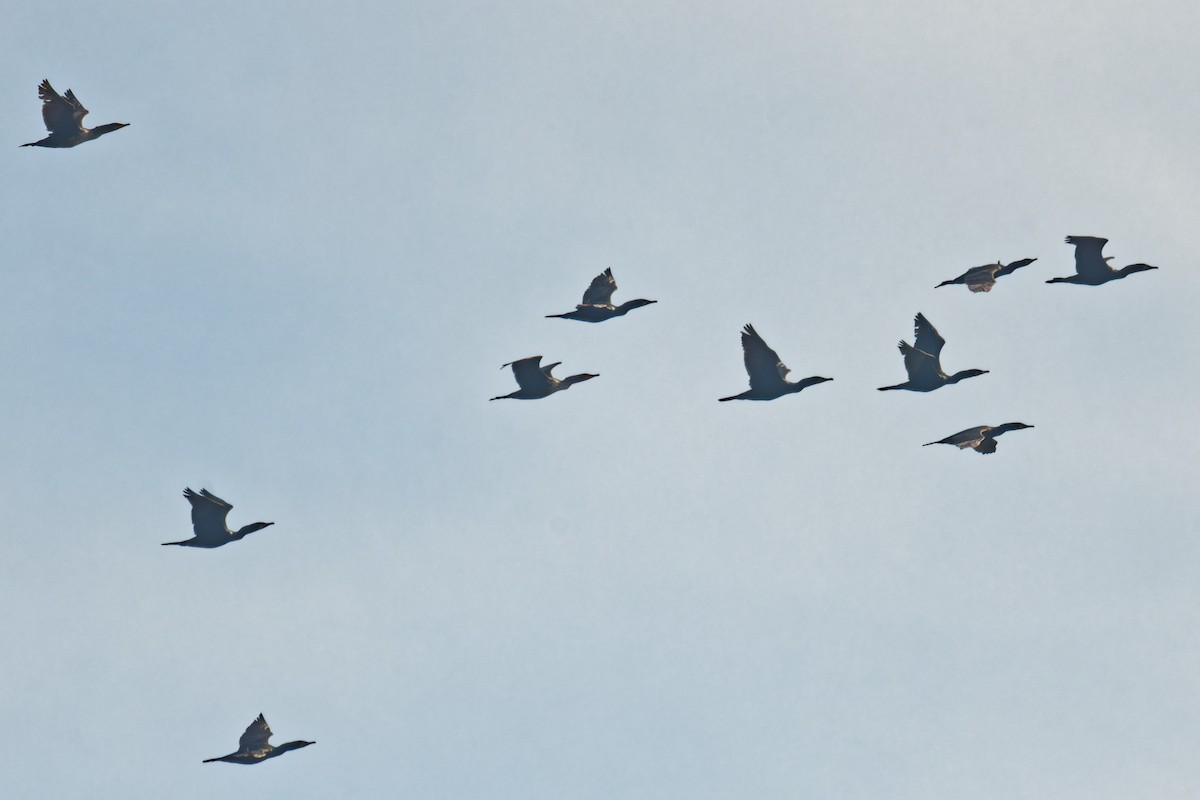 Double-crested Cormorant - ML635900612