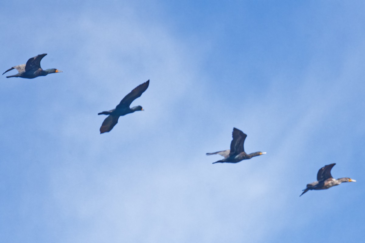 Double-crested Cormorant - ML635900615