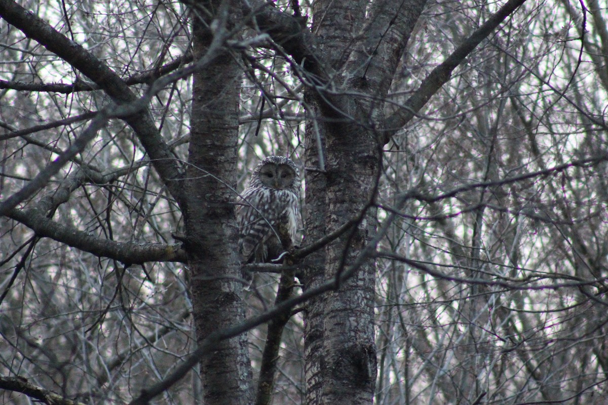 Ural Owl - ML635900624