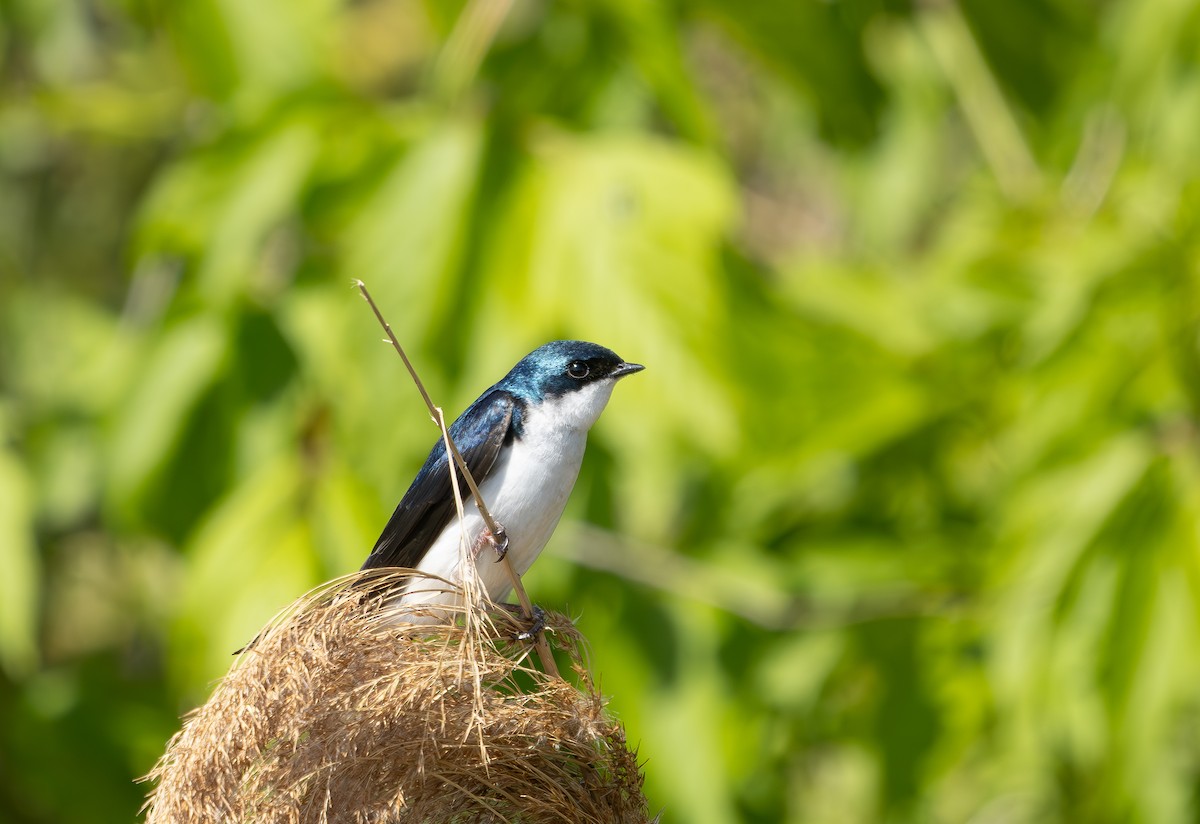 Tree Swallow - ML635900740