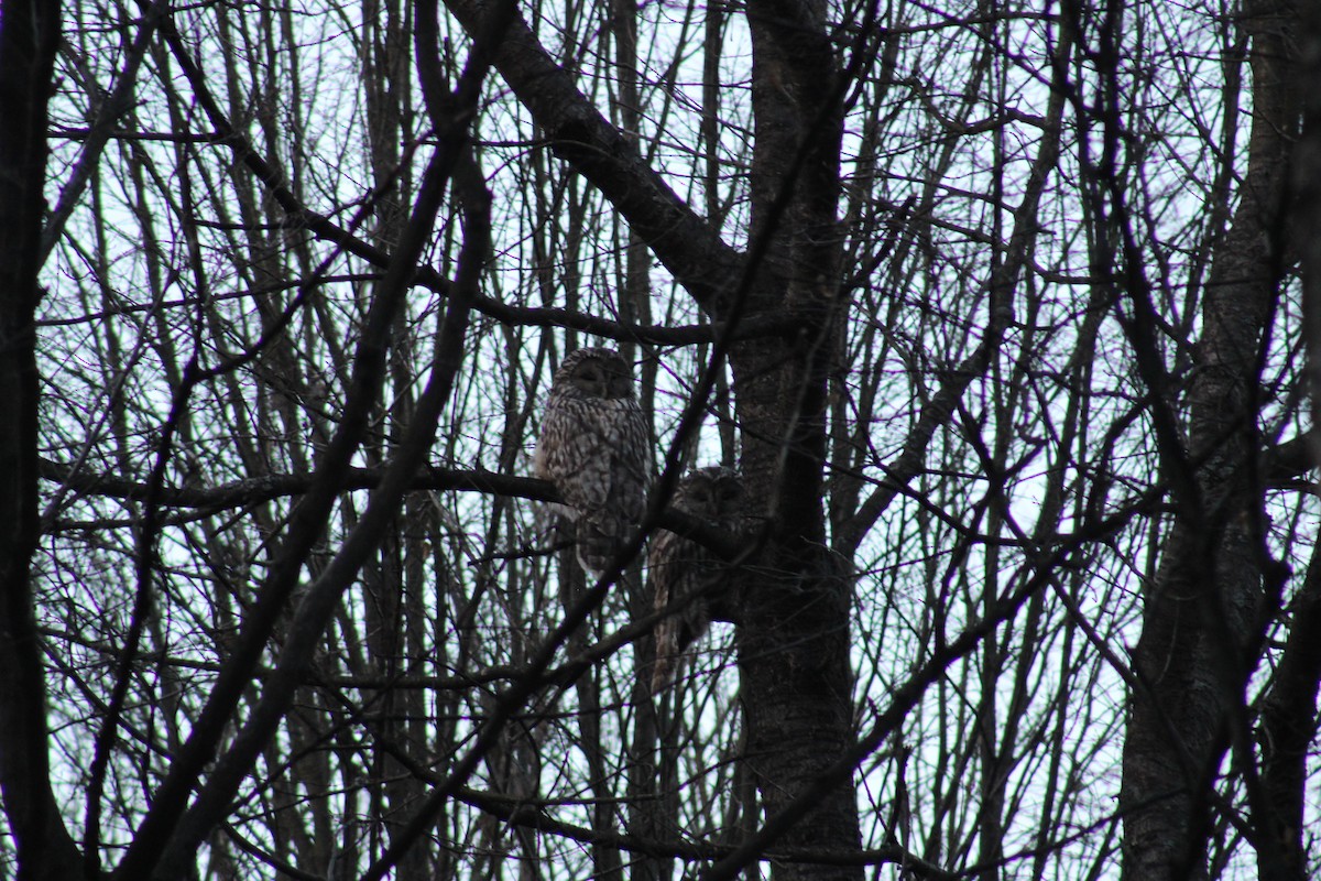 Ural Owl - ML635900751