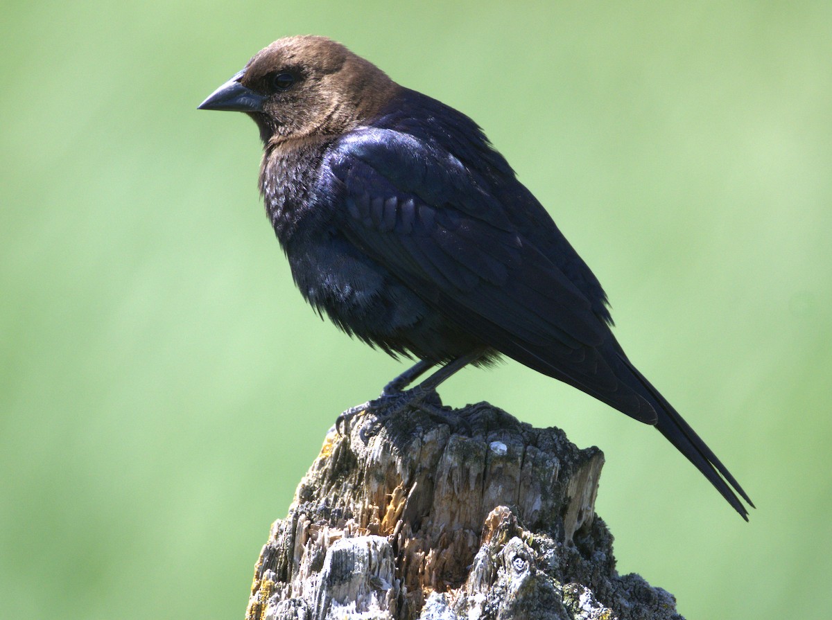 Вашер буроголовий - ML635900758