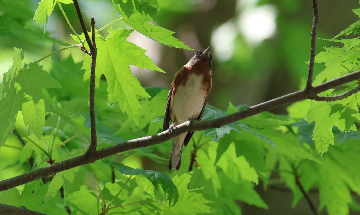 Пісняр-лісовик каштановий - ML635900769