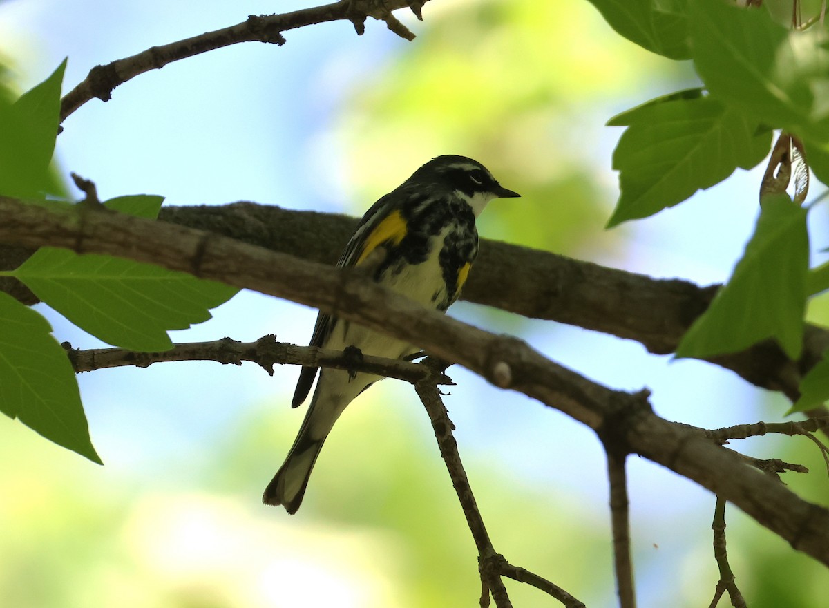 Пісняр-лісовик жовтогузий - ML635900783
