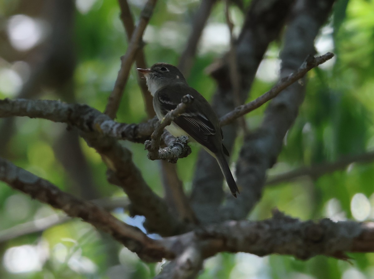 Піві-малюк сизий - ML635900795