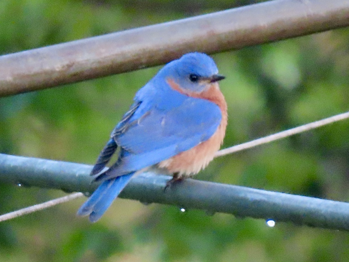 Eastern Bluebird - ML635900815