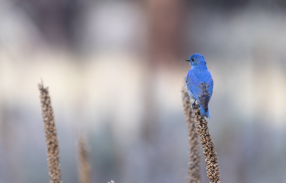 Mountain Bluebird - ML635900817