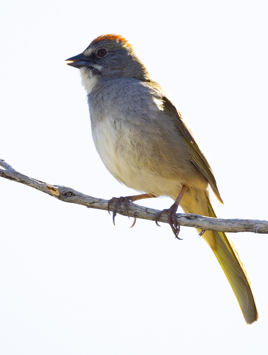Green-tailed Towhee - ML635900842