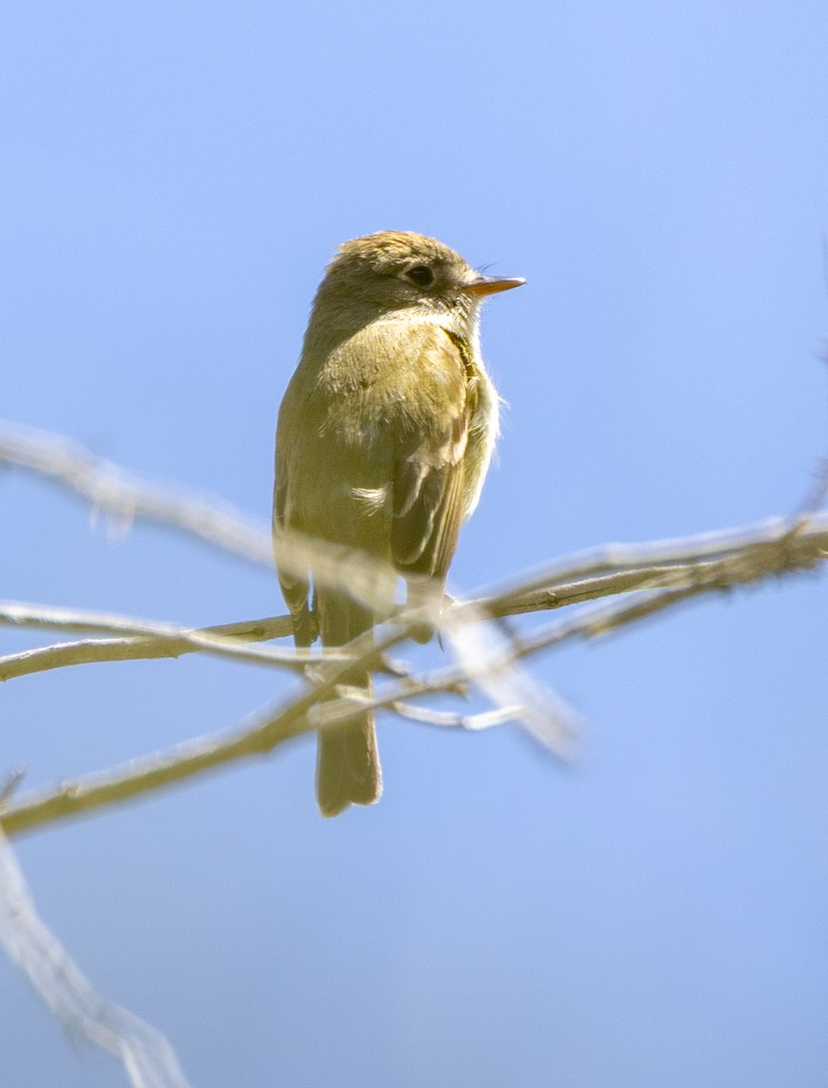 Dusky Flycatcher - ML635900921