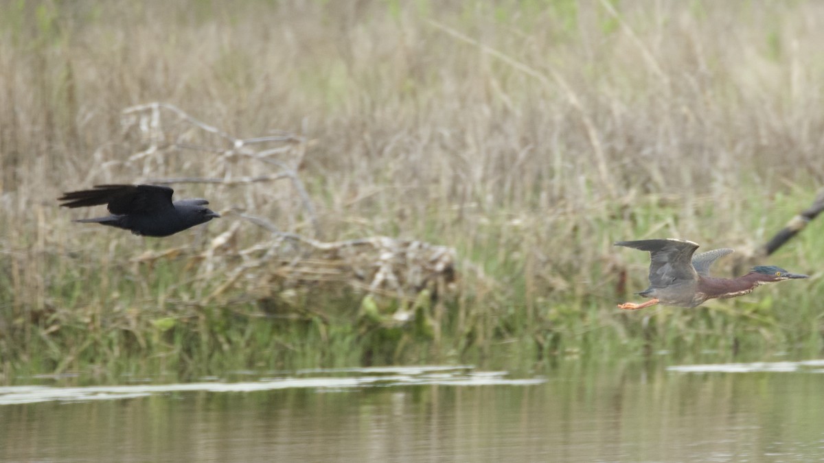 アメリカササゴイ - ML635901031