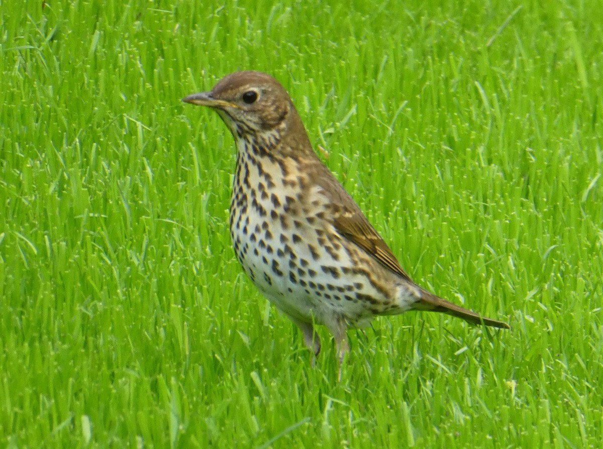 Song Thrush - ML635901050