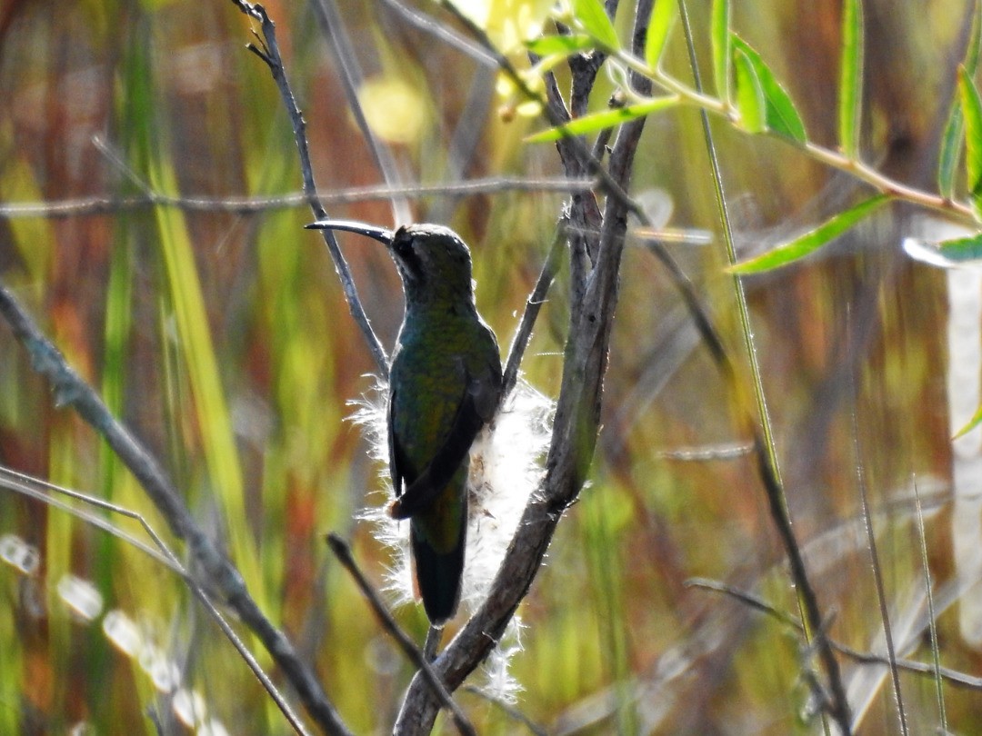 White-tailed Goldenthroat - ML635901088