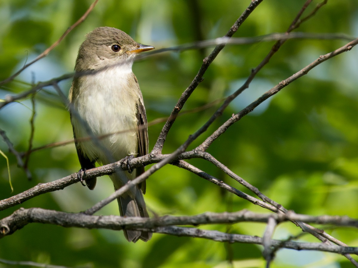 Alder Flycatcher - ML635901148