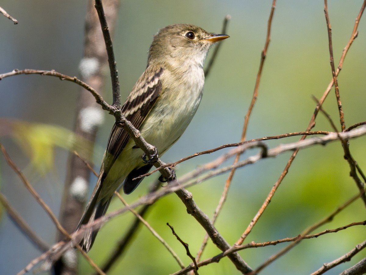 Alder Flycatcher - ML635901149