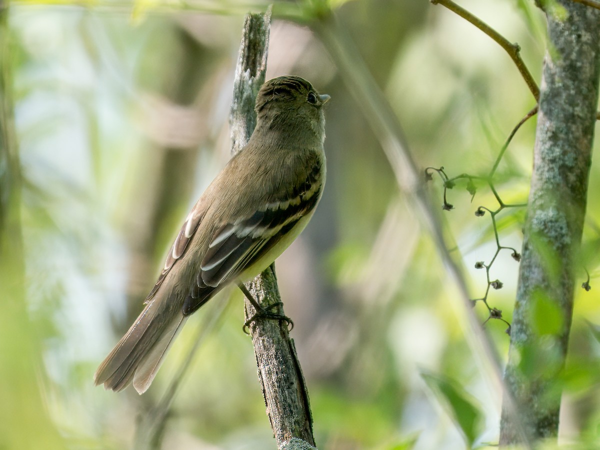 Alder Flycatcher - ML635901150