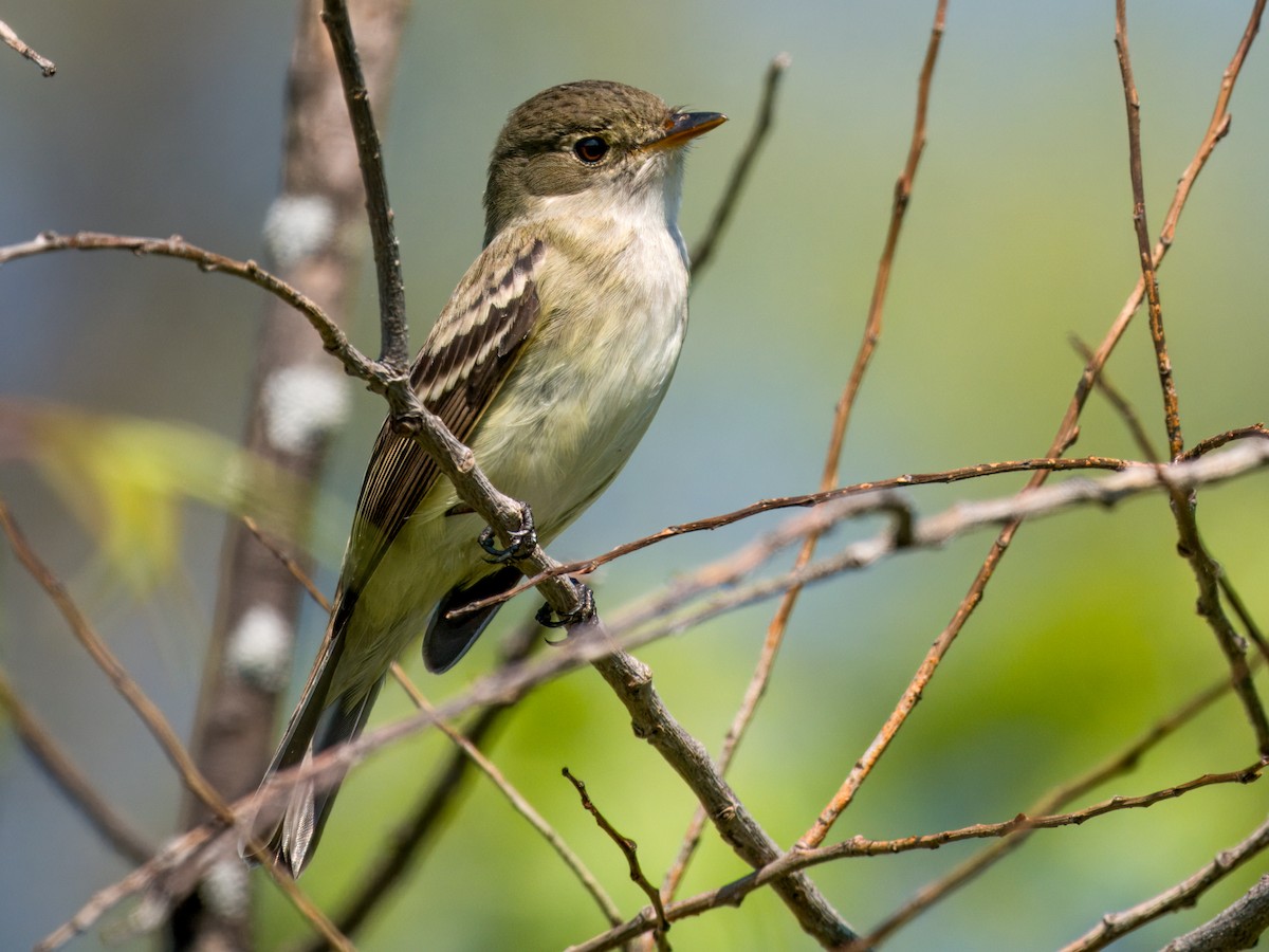 Alder Flycatcher - ML635901153
