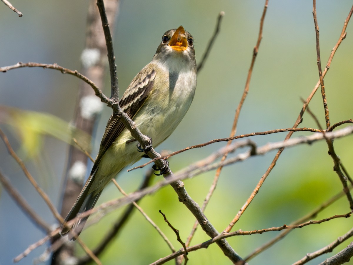Alder Flycatcher - ML635901154