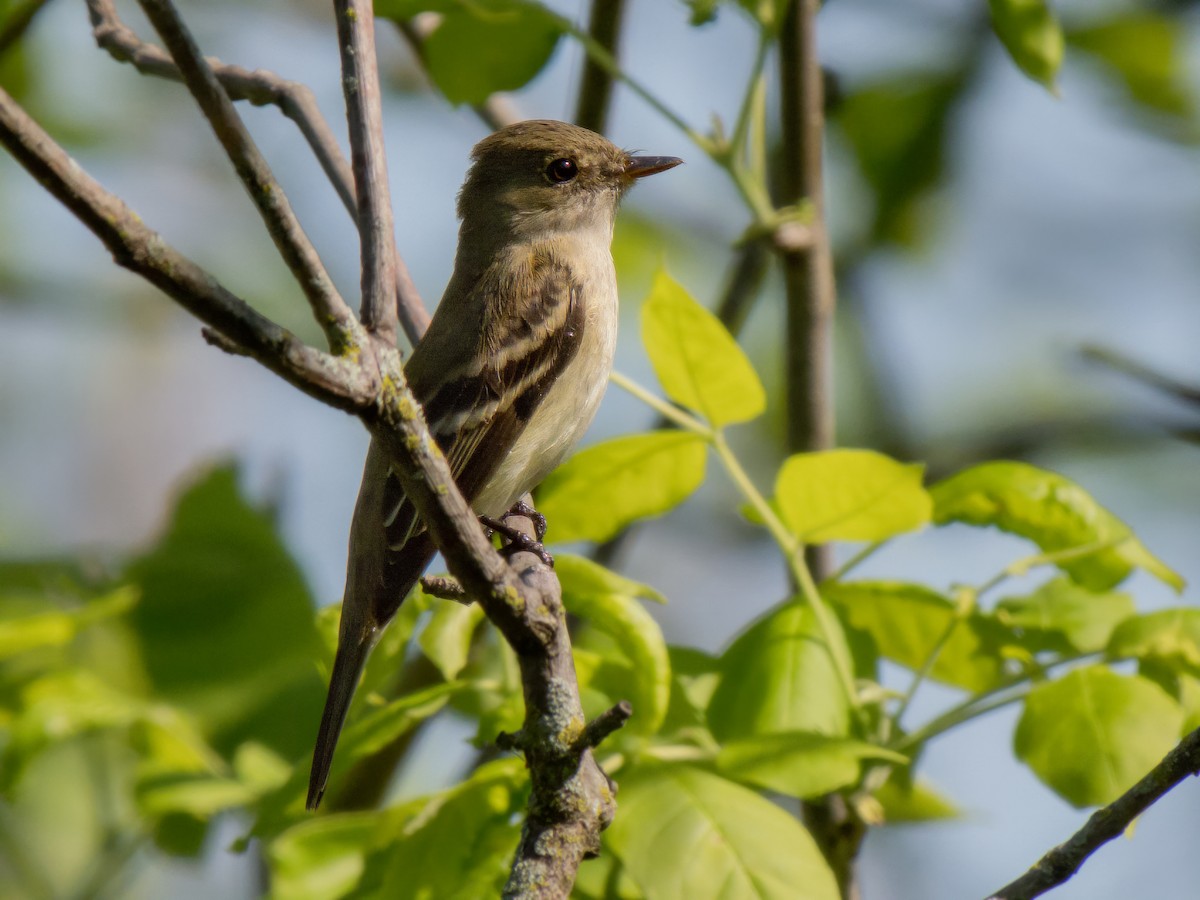 Alder Flycatcher - ML635901155