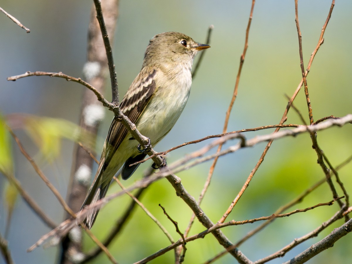 Alder Flycatcher - ML635901156