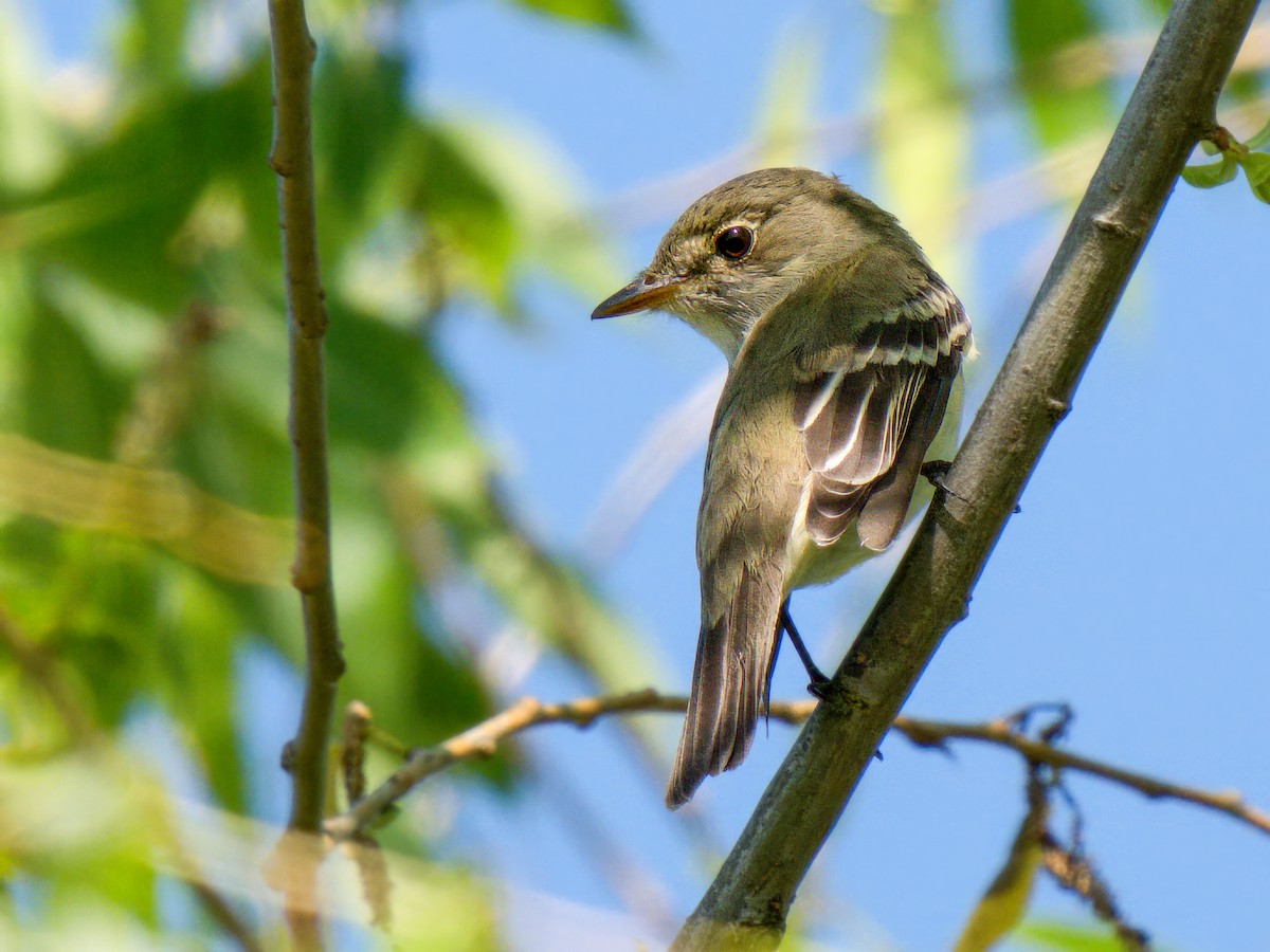 Alder Flycatcher - ML635901158