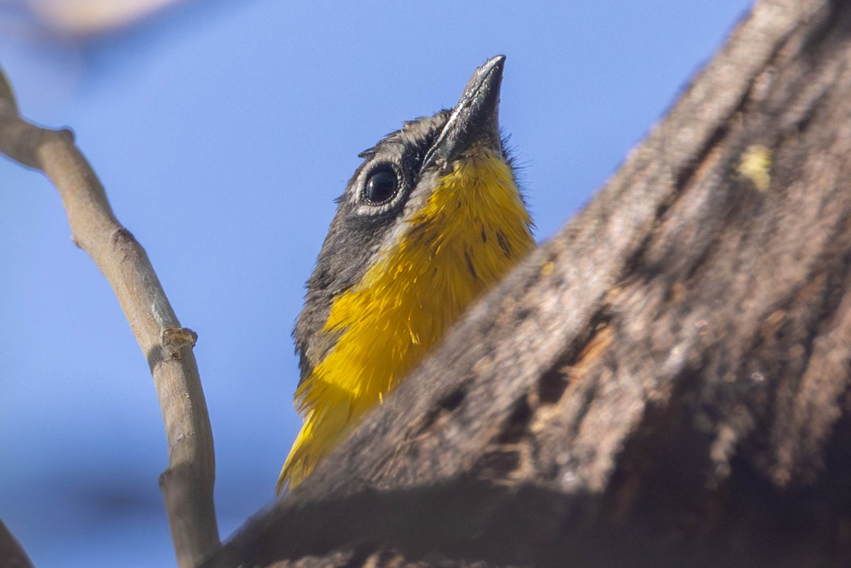 gulbrystparula - ML635901190