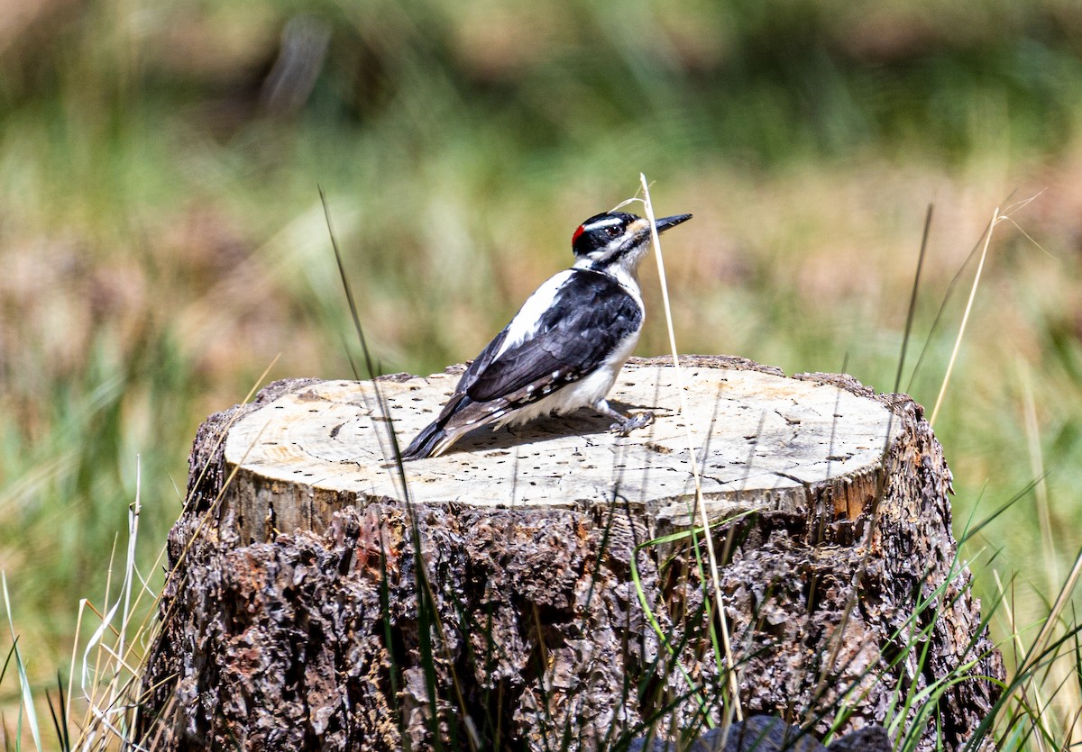 Hairy Woodpecker - ML635901237