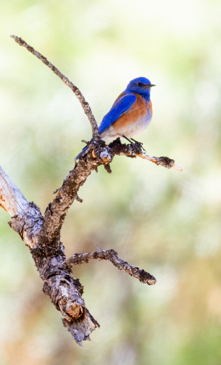 Western Bluebird - ML635901272