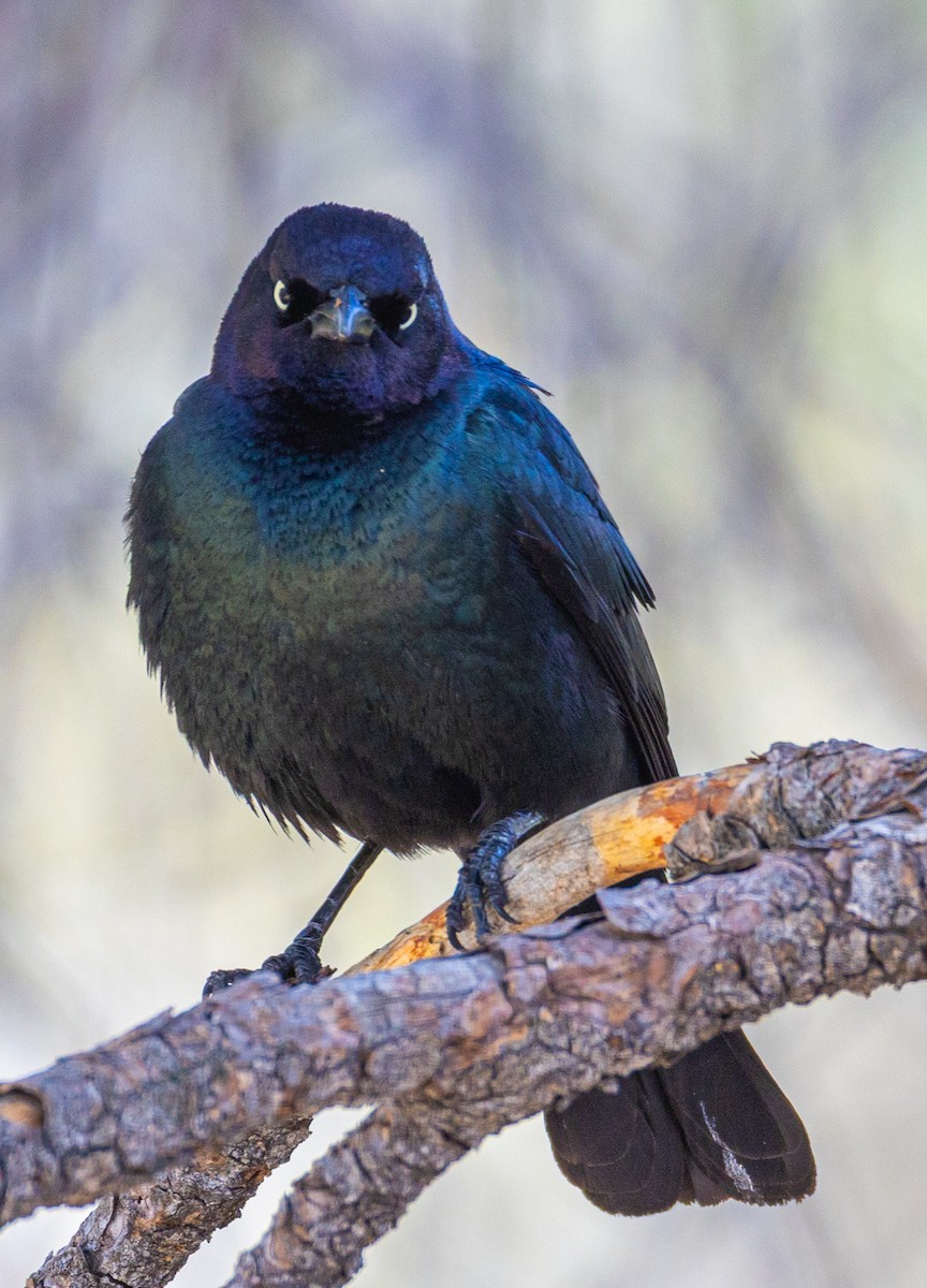 Brewer's Blackbird - ML635901310