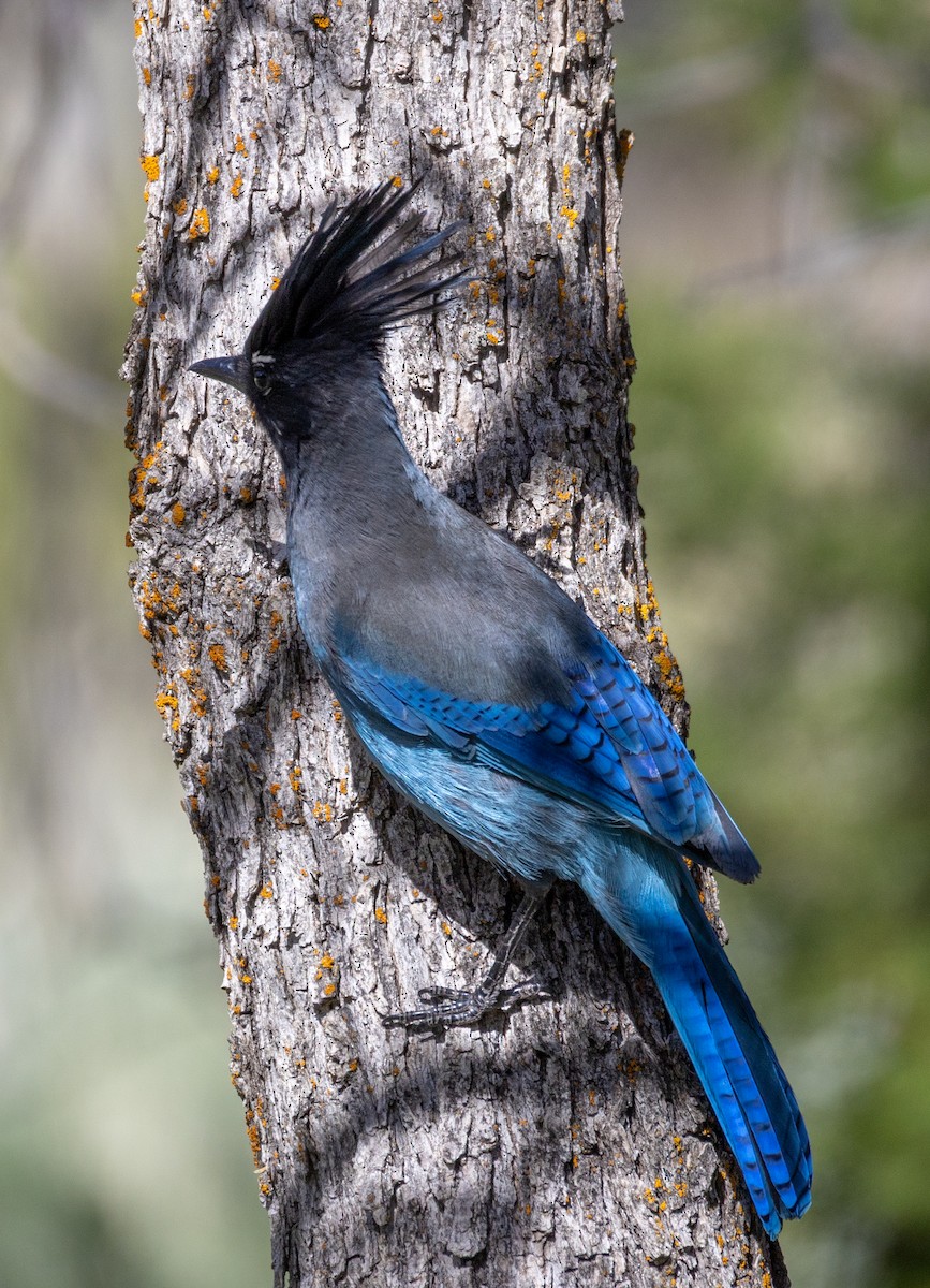 Steller's Jay - ML635901361