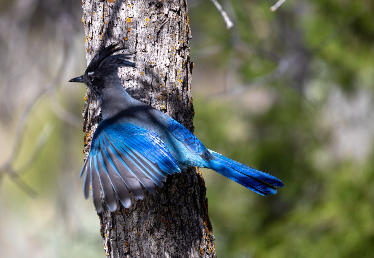Steller's Jay - ML635901386
