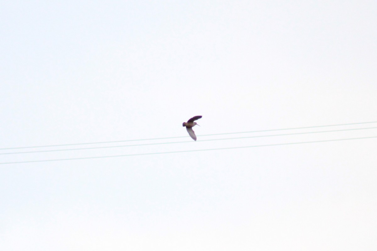 Eurasian Woodcock - ML635901456