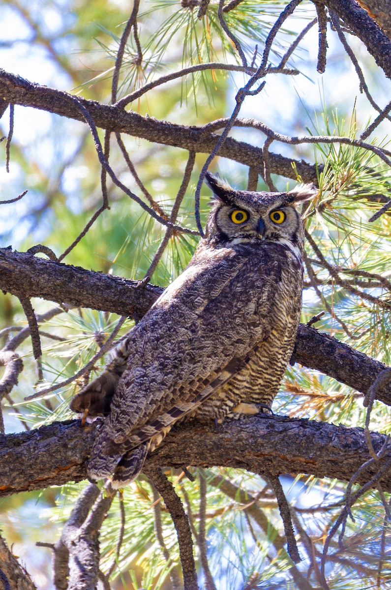 Great Horned Owl - ML635901474