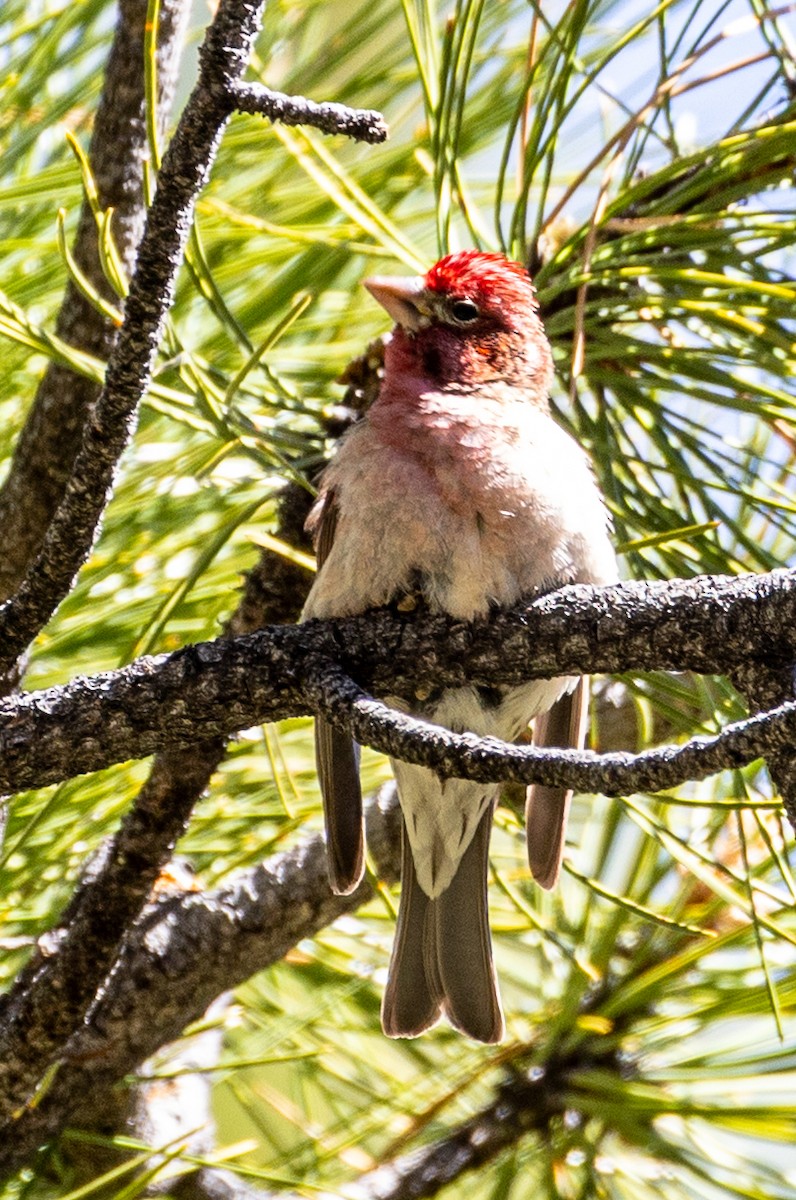 Cassin's Finch - ML635901483