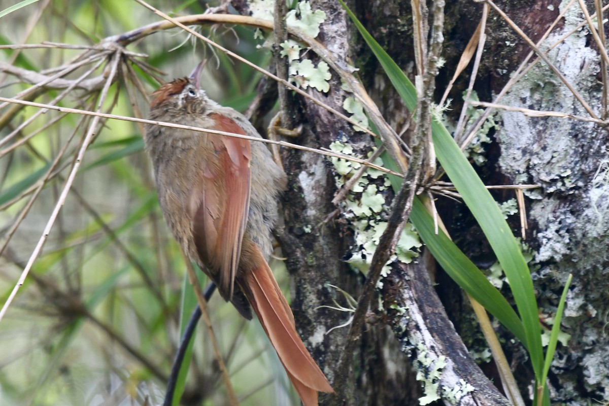 Streak-capped Spinetail - ML635901488