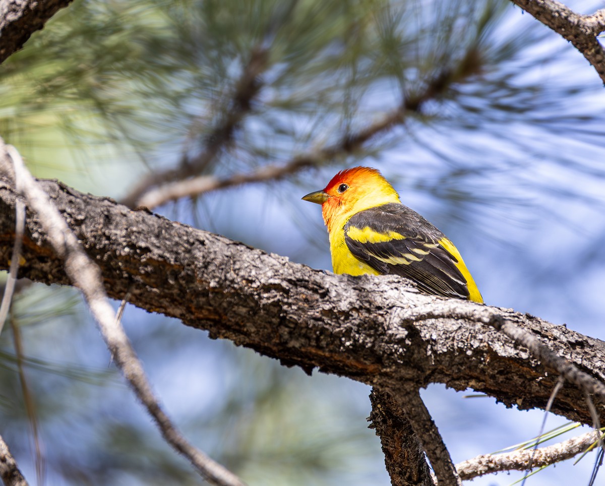 Western Tanager - ML635901529